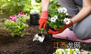 院子东北角能种什么植物 院子东北角能种什么植物风水好