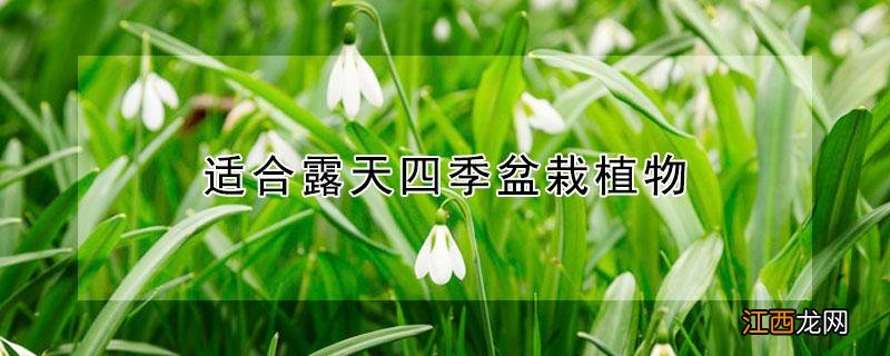 适合露天四季盆栽植物