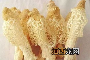 竹荪怎么挑