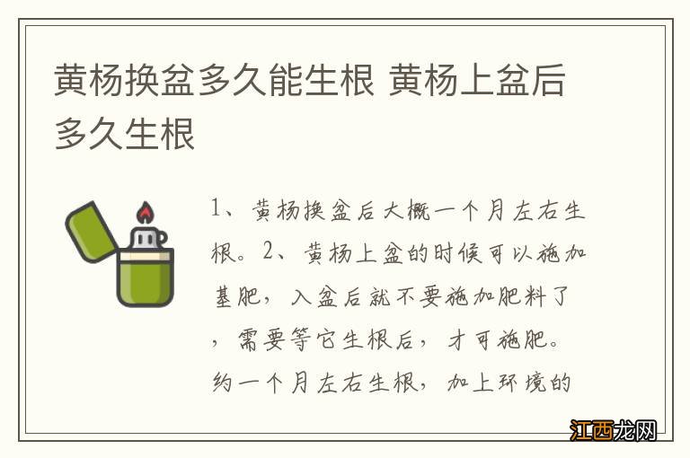 黄杨换盆多久能生根 黄杨上盆后多久生根