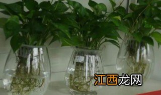 水培生根液用多久 水培生根液怎么用