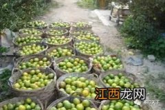 江门新会卖茶叶怎么看