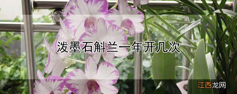 泼墨石斛兰一年开几次