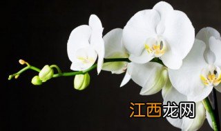 春天给兰花换盆多少天能出新芽 兰花换盆多久能生根发芽