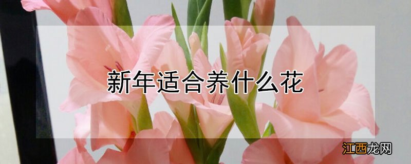 新年适合养什么花