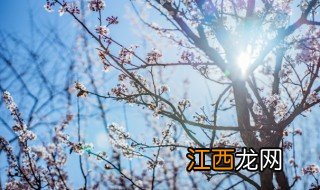 梅花移栽多久生根杀虫，移植梅花多久生根发芽