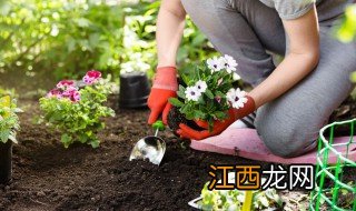 水培生根要换水吗 水培生根要等多久发芽