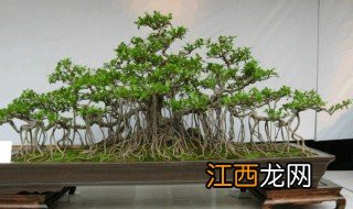 榕树移栽多久能生根，榕树移栽多久能生根成活