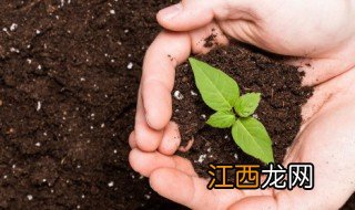 移栽树多久才会生新根? 树苗移栽多久生根杀菌