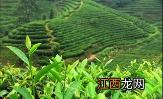 用茶支怎么栽培