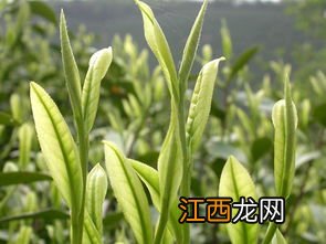 用茶支怎么栽培