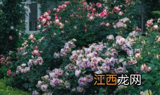 家里适合养开花的植物吗? 家里面适合养开花的植物吗