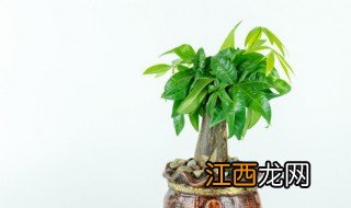 大树移植生根粉的使用方法 大树移栽多久放生根粉生根