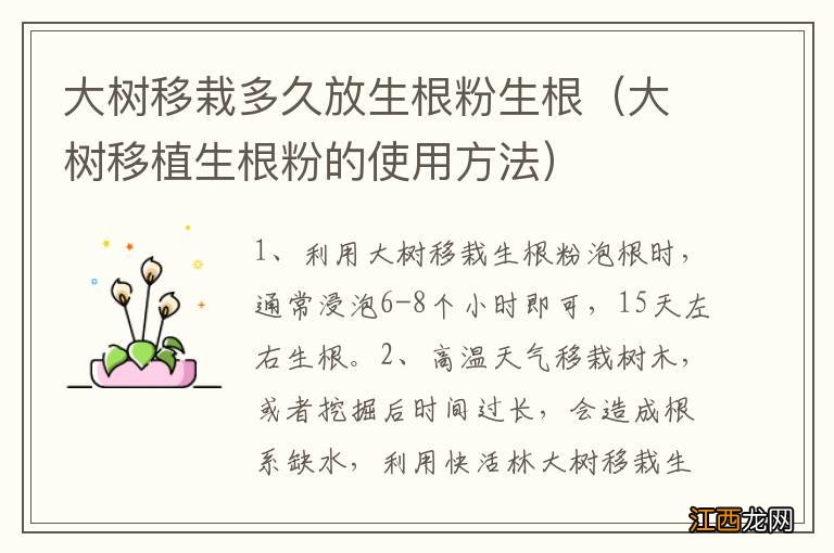 大树移植生根粉的使用方法 大树移栽多久放生根粉生根