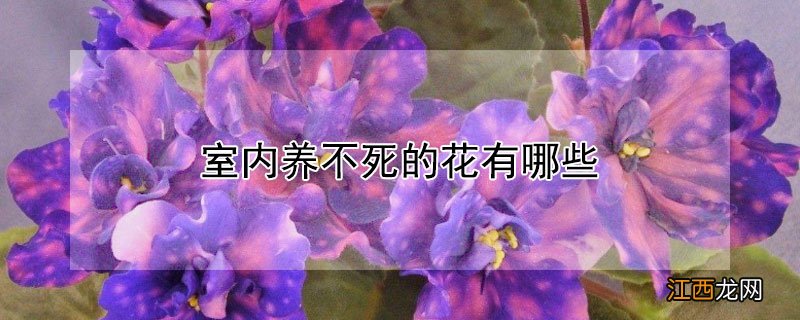 室内养不死的花有哪些