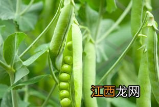 种黄豆 红豆怎么种