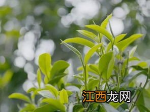 凤庆野生红茶怎么样