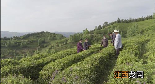 丰收茶叶怎么样