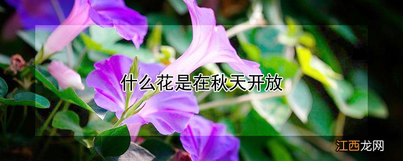 什么花是在秋天开放