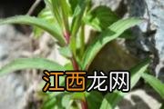 葫芦茶的功效与作用