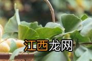 蒲公英怎么吃 蒲公英怎么吃效果最好