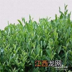 白茶生虫怎么办