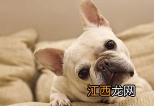 有什么给狗做的饭步骤