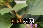 大叶紫珠的功效与作用