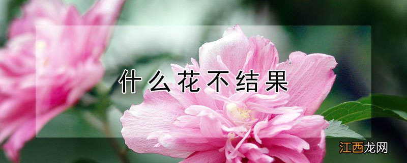 什么花不结果