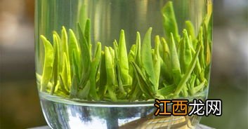 竹叶青怎么泡好喝