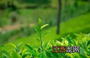 越南茶叶怎么泡