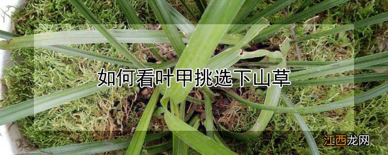 如何看叶甲挑选下山草