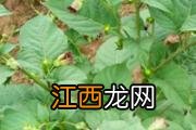 黑豆豆芽的功效与作用