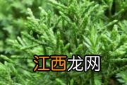 芦笋可以榨汁喝吗 鲜芦笋榨汁用焯水吗