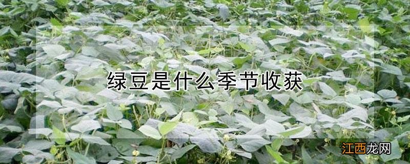 绿豆是什么季节收获