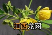 生花生米的功效与作用