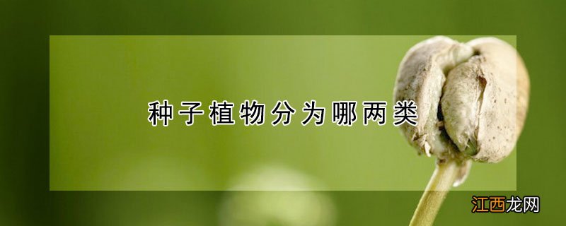 种子植物分为哪两类