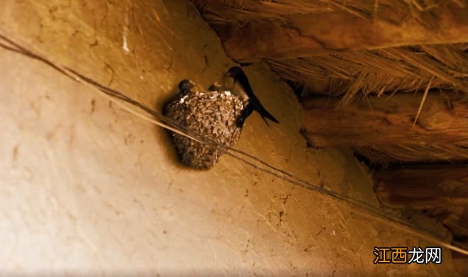 片中演员90%是导演亲戚,一波“虎”操作后,竟拍出了国产片良心