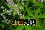 回回蒜的功效与作用