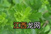 牡荆叶的功效与作用