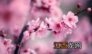 梅花适合南方种植吗 梅花适合南方几月种植