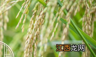 南方水稻每年几月种植,南方水稻每年几月种植最佳