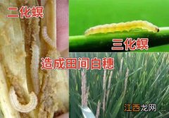 阿维三唑磷防治哪些虫