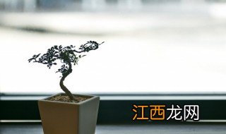 家中什么植物不能种在院子里 家中什么植物不能种