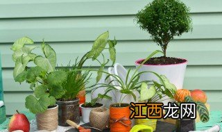 家中花盆种什么植物好看 家中花盆种什么植物好看图片