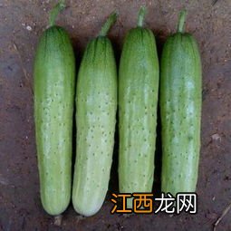 番茄 黄瓜可以做什么菜