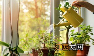 农村家中种什么植物最好 农村家中种什么植物最好养