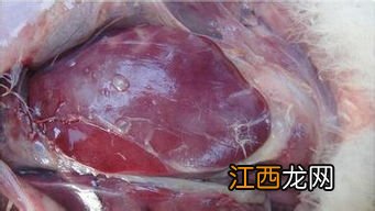 肉鸭浆膜炎用药配方