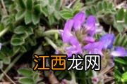 紫叶生菜的功效与作用