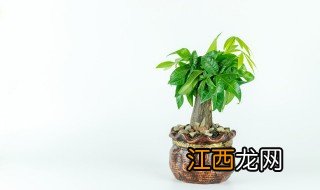 在家中可以种什么植物呢，在家中可以种什么植物呢英文